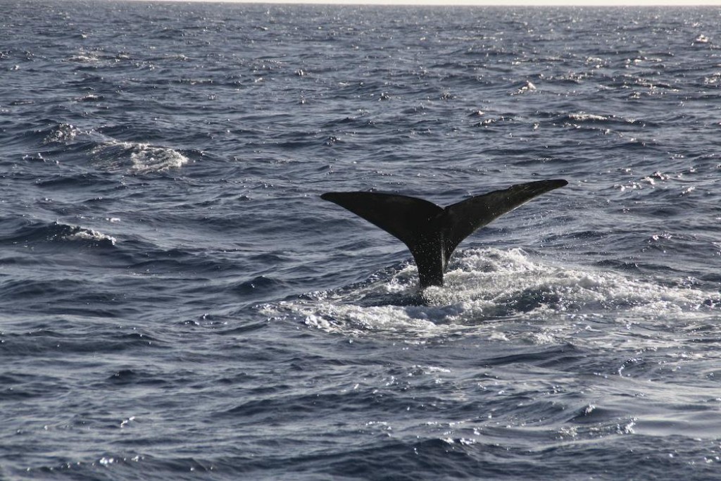We went whalewatching with Dive Dominica and had a great day.